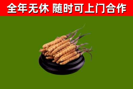 武邑回收冬虫夏草