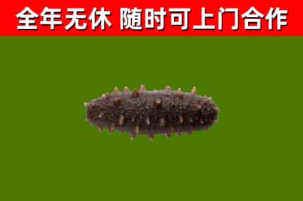 武邑回收海参干